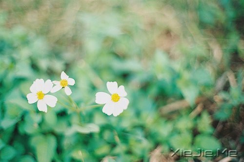 世事自有安排，我们只需顺其自然 (2)