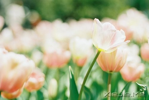 世事自有安排，我们只需顺其自然 (4)