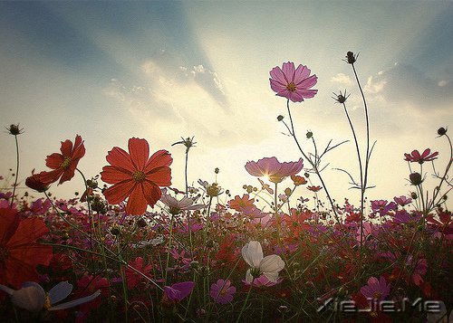 晚安心语：身在万物中，心在万物上 (4)