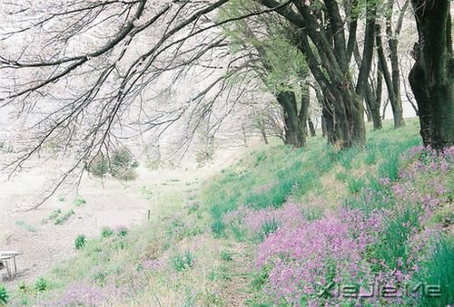 早安心语：情绪可以控制，但眼泪不会撒谎 (2)