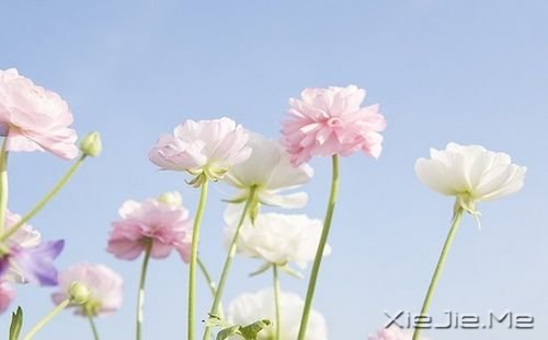 早安心语：不要为了任何人任何事折磨自己 (4)